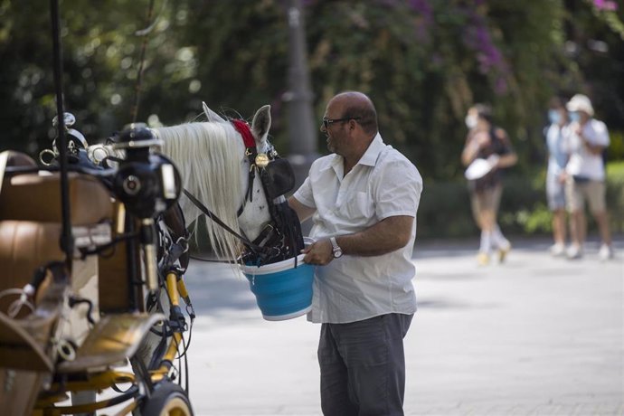 Un cochero dando agua a su caballo durante la ola de calor africano que ha llegado este jueves a España. En Sevilla (Andalucía, España), a 30 de julio de 2020.
