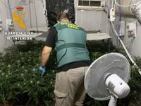 Tres detenidos y 200 plantas de marihuana halladas en varias viviendas en Gádor (Almería)