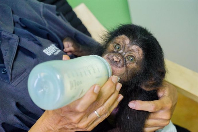 Djibril, el bebé chimpancé huérfano de Bioparc