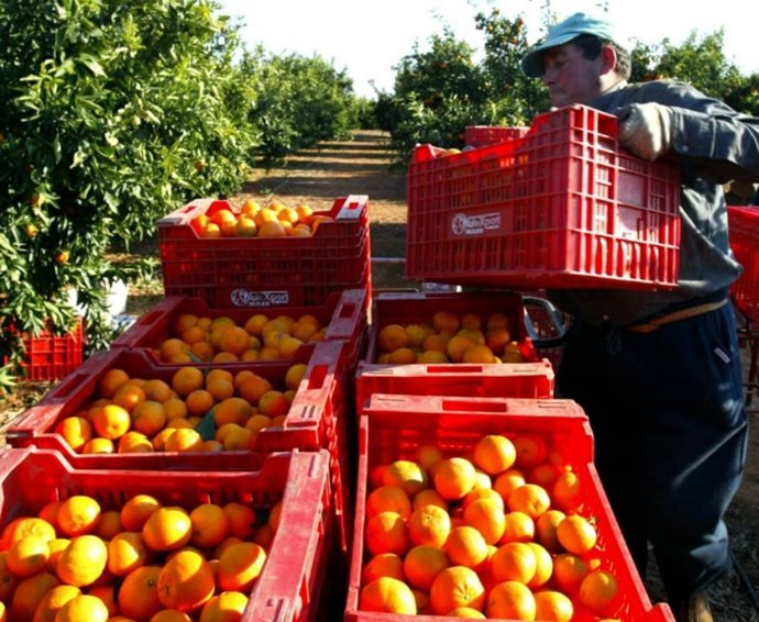 Recogida de naranjas en el campo en imagen de archivo