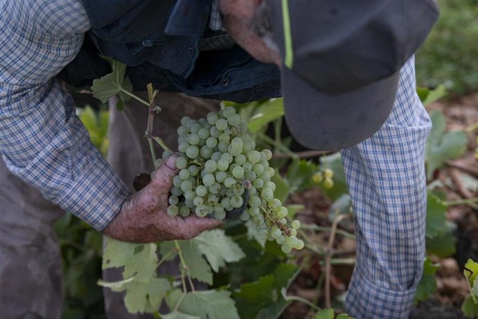 Un trabajador de la vendimia sostiene un racimo de uvas verdes recién cortado.