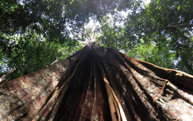 Árbol grande del Amazonas