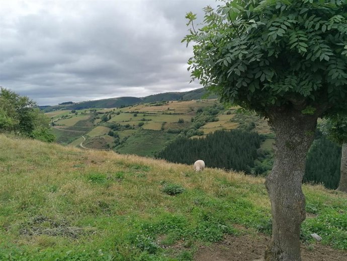 Cangas del Narcea. Zona rural. Montes. Turismo Rural. Concentración parcelaria.