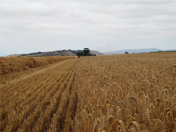 Campo de cereal. Imagen de archivo.