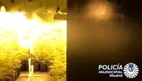 Desmantelada una plantación de marihuana con casi 500 plantas en un local okupado de Puente de Vallecas