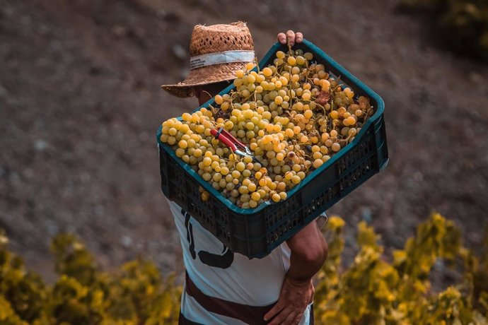05 August 2020, Spain, Almachar: A farmer carries a crate of harvested grapes at a vineyard during the grape harvest campaign of the 2020 harvest, for the production of wine and raisins. Photo: Lorenzo Carnero/Zuma Press/dpa