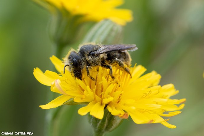 Imagen de una abeja durante la polinización