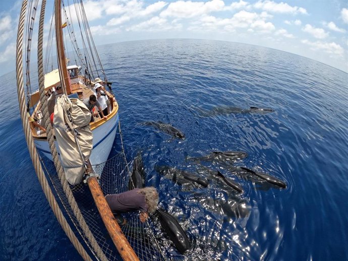 ANSE recorre 2.000 kilómetros de costas de la Región y Andalucía para estudiar calderones comunes y otros cetáceos