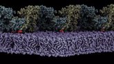 Foto: Descubren las bases de la activación de la quinasa de adhesión focal en membranas lipídicas