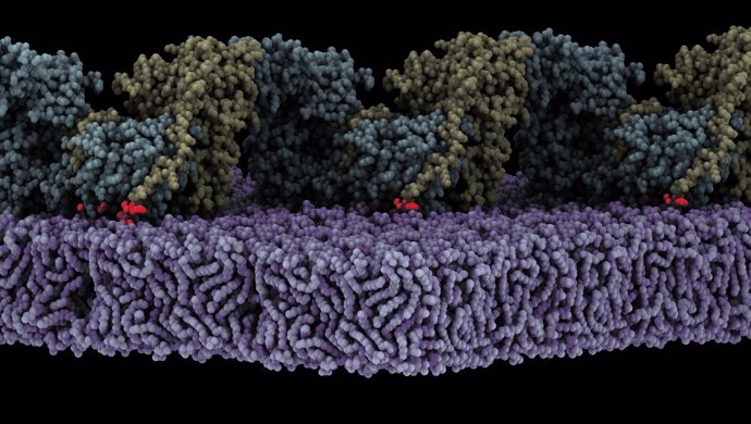 El ensamblaje de la forma oligomérica de FAK (amarillo/cian) en la membrana (morado) desencadena la autofosforilación. Se muestra un estado en el que el sitio de autofosforilación (rojo) está unido al sitio activo de la quinasa FAK
