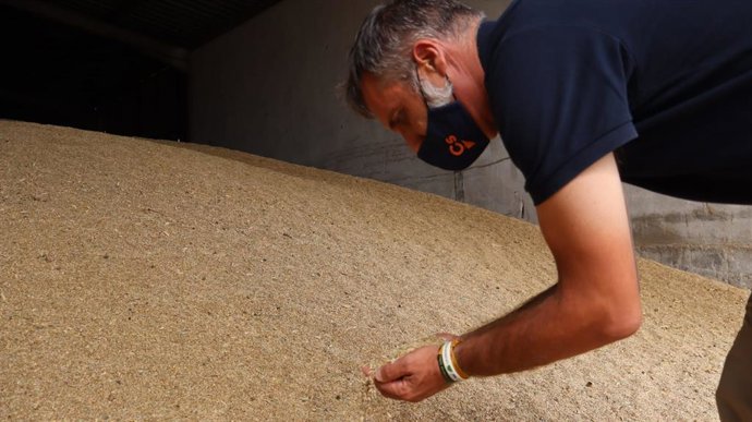 Cs alerta de la caída de precios del cereal que puede lleva a la ruina a las emp