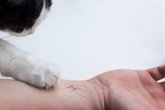 Foto: Claves sobre la enfermedad por arañazo de gato