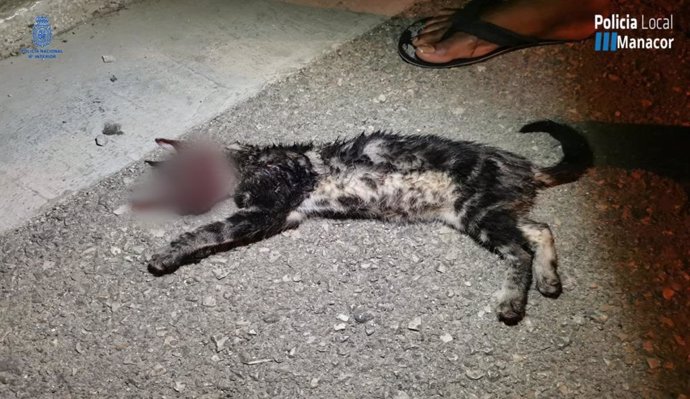 Grisito, el gato torturado hasta la muerte en Manacor.