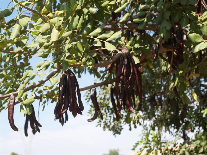La Unió de Llauradors alerta de los primeros robos de algarrobas en las zonas pr