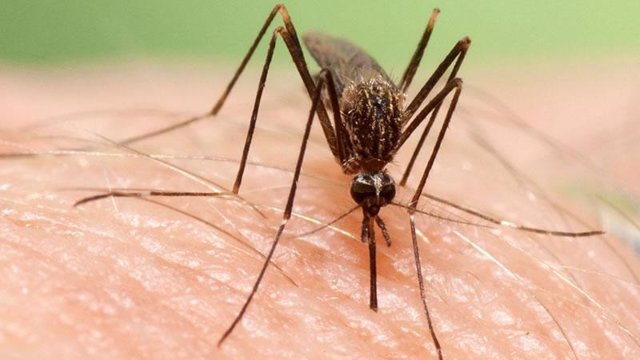 El 'Aedes japonicus', una nueva especie invasora de mosquito proveniente de Oriente.