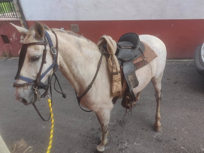 Detectados dos casos de Fiebre del Nilo en sendos caballos en Jerez de la Fronte