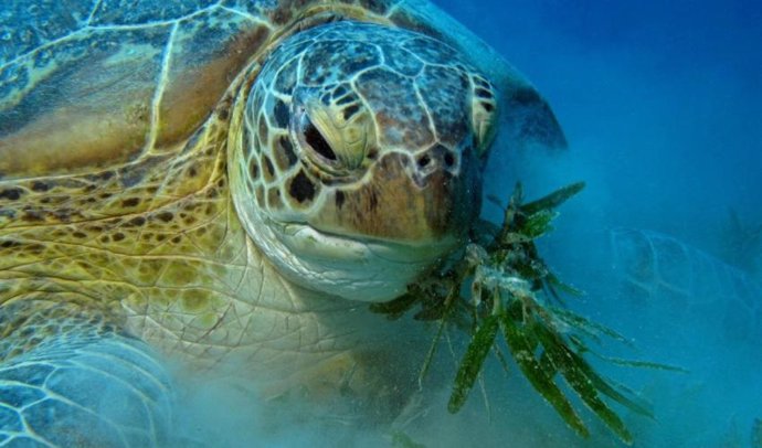 La UICN pide redoblar esfuerzos para proteger las tortugas en el Mediterráneo.