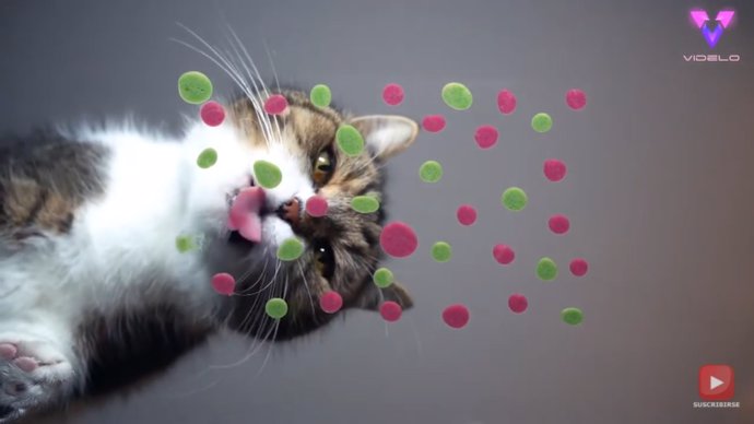 Tres gatos protagonizan un vídeo ASMR comiendo sobre una mesa de cristal