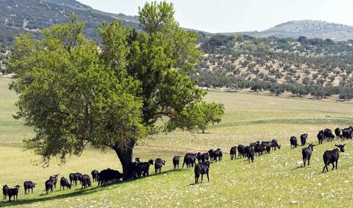 Córdoba.- La Junta recibe un total de 888 solicitudes de ayuda a la ganadería ex