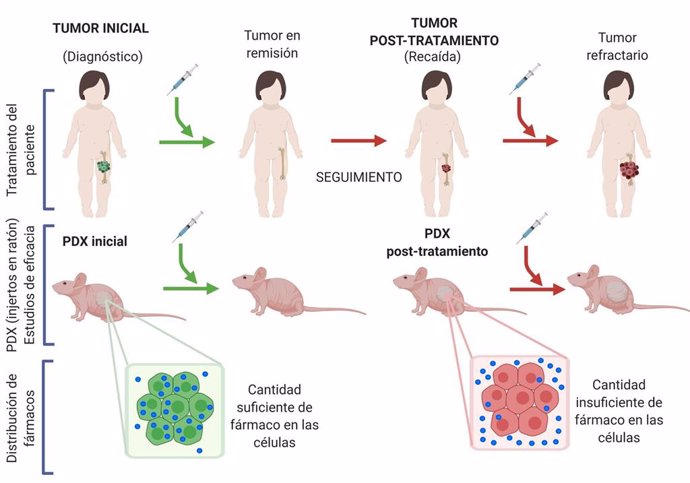 Reproducen en ratones, por primera vez en el mundo, un cáncer infantil en sus diferentes etapas para descubrir por qué se hace resistente a la medicación