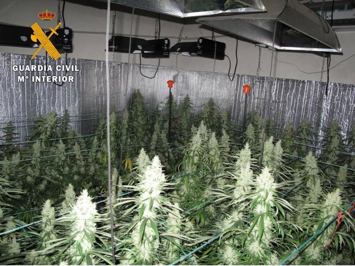 Desmantelado en Yuncos un cultivo intensivo de marihuana después de que provocara un apagón de luz