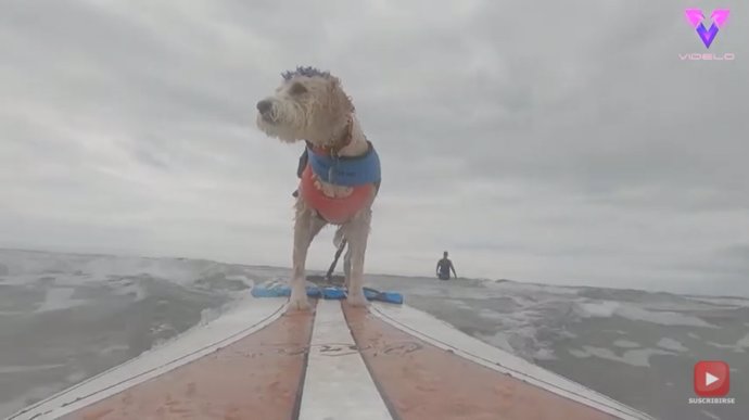 Conoce a Scooter, el perro de terapia que hace surf
