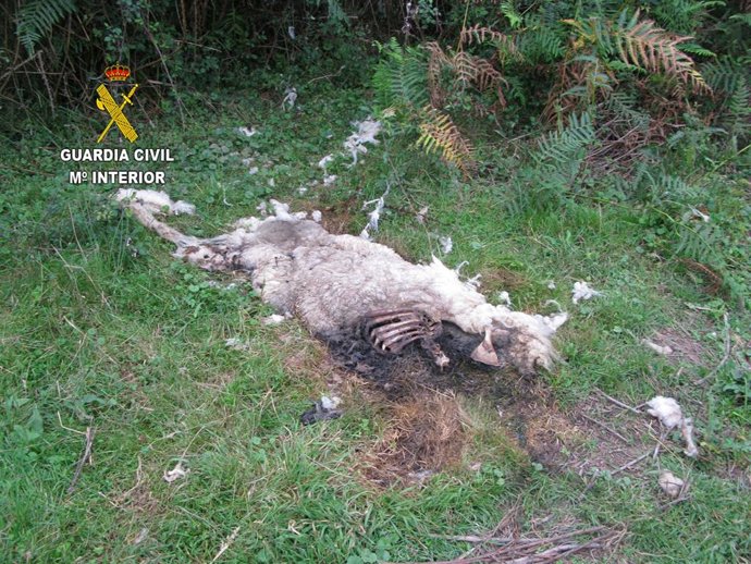 Cabra muerta en Llanes