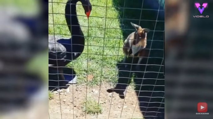 Los visitantes de un zoo filman la disputa de un wallaby y un cisne por un trozo de comida