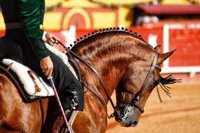 La Junta aprueba la distancia de 1,5 metros en espectáculos taurinos y la apertura de puertas dos hora antes
