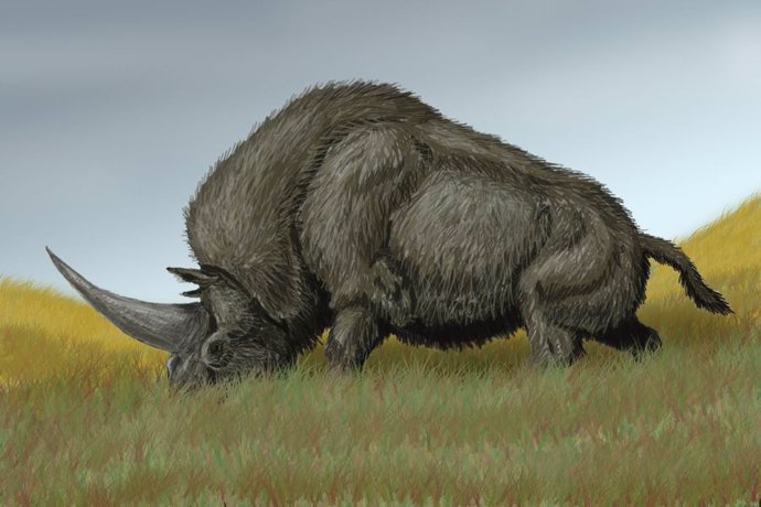 Una nueva investigación ha arrojado luz sobre el origen y la extinción de un rinoceronte gigante y peludo de la Edad de Hielo conocido como el unicornio siberiano
