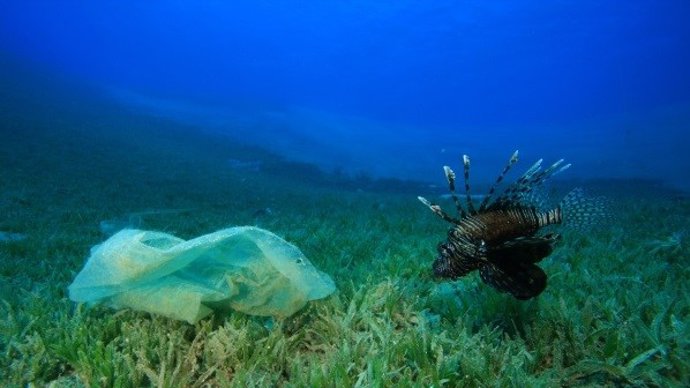 Investigan el riesgo de enfermedades derivado de los plásticos de los océanos