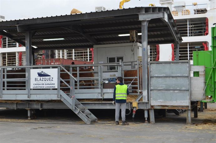 El puerto de Cartagena aumenta un 87% la exportación de ganado vivo en el primer semestre