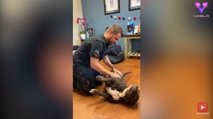 El doctor Joren Whitley, un talentoso quiropráctico de animales, se ha hecho viral en Internet gracias a sus vídeos de TikTok