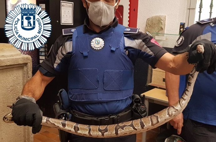 Imagen de la serpiente pitón capturada por la Policía Municipal de Madrid en una vivienda del Ensanche de Vallecas.