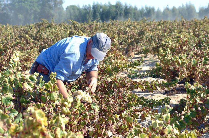 Huelva.- Comienza la vendimia en el Condado con sus variedades más tempranas