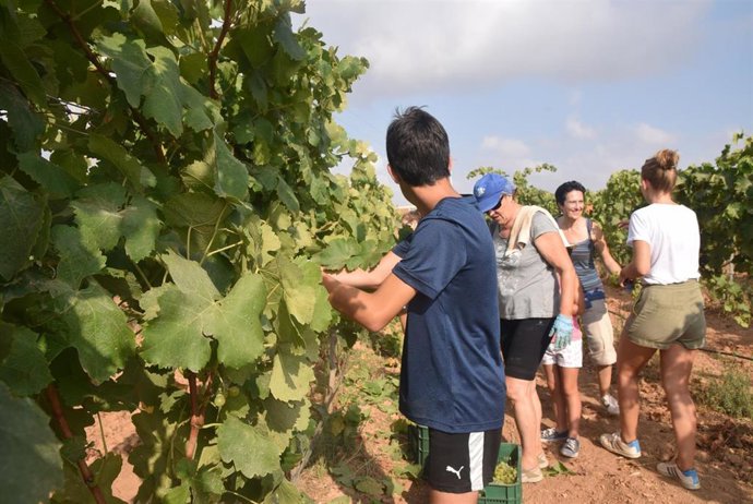 Estudiantes y profesores voluntarios vendimian este lunes en los viñedos de la UPCT