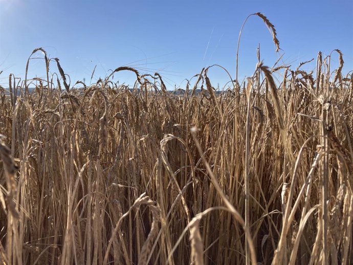La cosecha de cereal en CyL alcanza los 8,5 millones de toneladas, un 48% más re