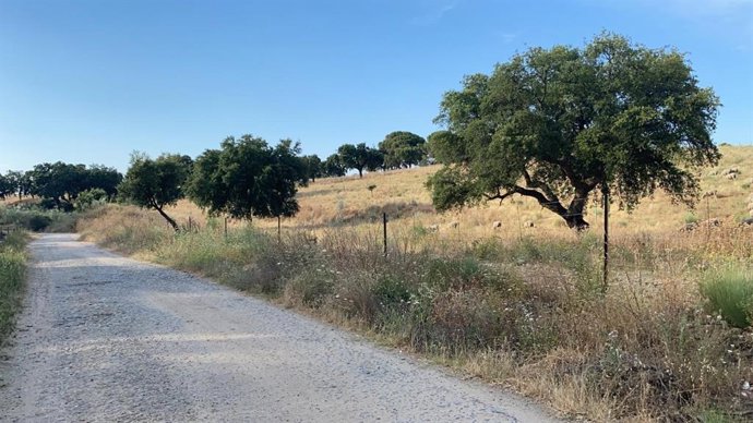 Un sendero en las inmediaciones de Coria.