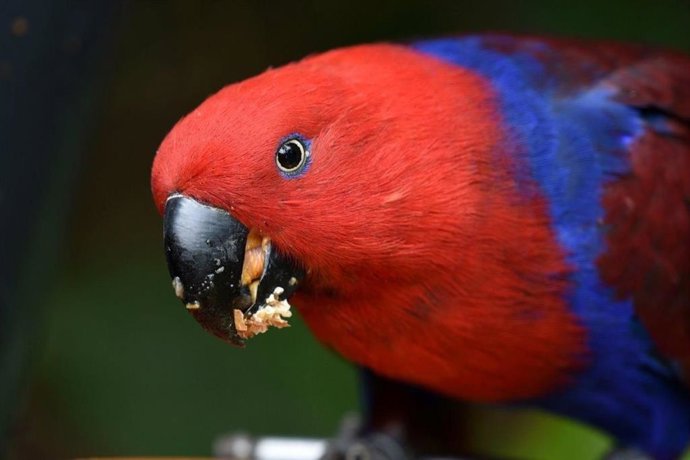 Versele-Laga y Loro Parque cumplen 18 años de colaboración