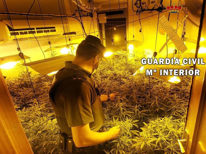 Cultivo indoor desmantelado en Roquetas de Mar
