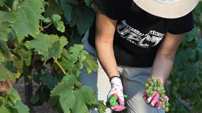 Estudiantes y profesores se reencuentran en la Fiesta de la Vendimia  de la UPCT