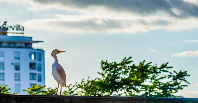 Un garcilla bueyera o espurgabuey en el Paseo de las Delicias junto al río Guadalquivir.