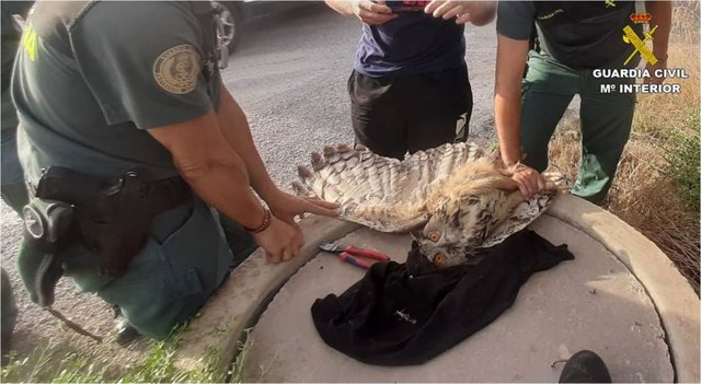 Rescate del búho por la Guardia Civil