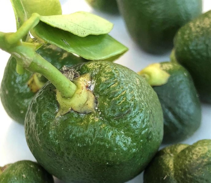 Imágenes de las deformaciones que el Cotonet de Sudáfrica (Delottococcus aberiae) provoca en los frutos.