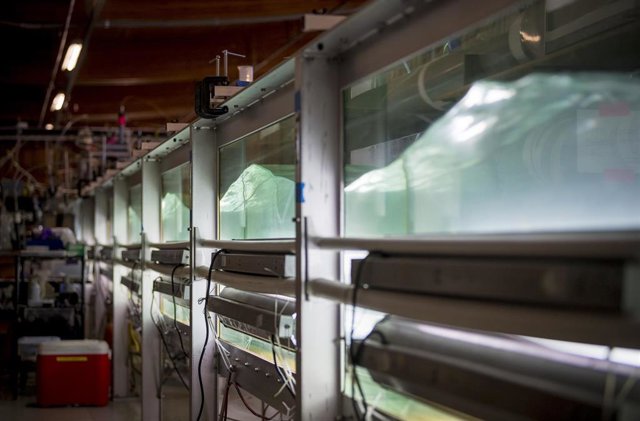Este estanque de laboratorio muestra cómo los aerosoles del rocío marino pueden interactuar con los contaminantes para influir en el clima.