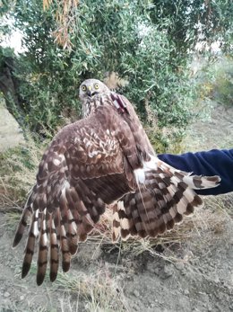 Aguilucho cenizo marcado con GPS por el programa MIGRA de SEO/BirdLife.