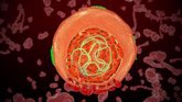 Foto: Investigadores españoles evalúan el impacto de la curación del virus de la hepatitis C sobre la hipertensión portal