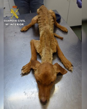 Perros rescatados por la Guardia Civil en Quintana