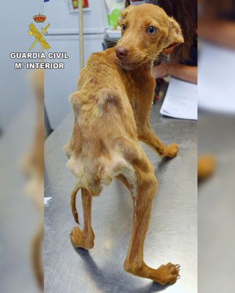 Perros rescatados por la Guardia Civil en Quintana