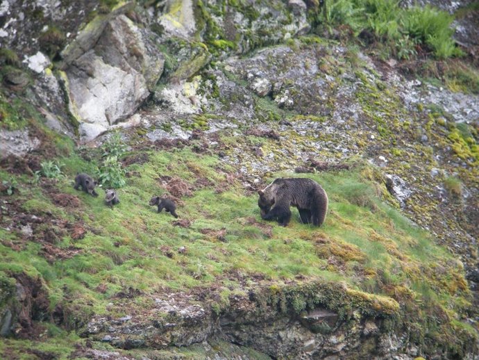 Osa con crías en Somiedo